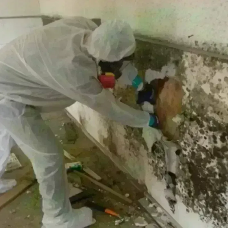 Best Mold Remediation and Removal Service in Ferndale, CA